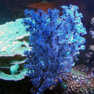 Blue gorgonian
