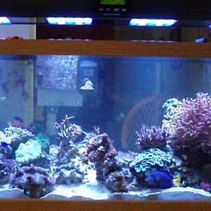 Reef with LED's