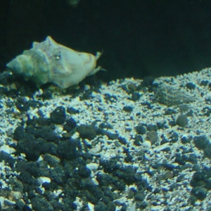 Queen Conch and Blue Legged Hermit