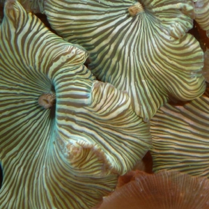 My softies - Green Striped Mushroom