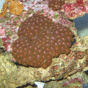 Red Zoas