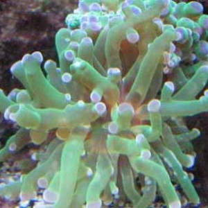 10g corals