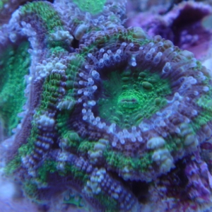 Toxic Mint Acan Lord