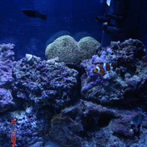 Right side of tank