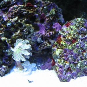 new corals