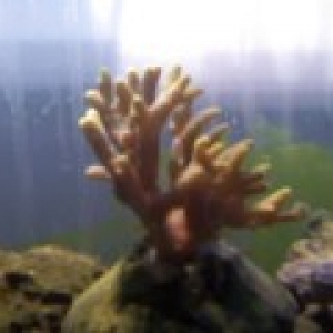 what is this? i was told its acropora