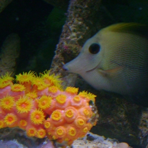 Scopus Tang checking out the Sunnies