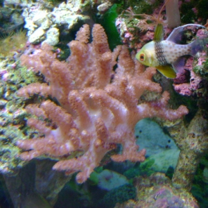 colt coral June 2007