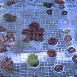 Exotic Reef Imports