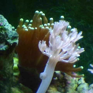 torch_coral_1