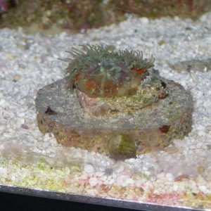 Acan open at night