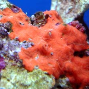 Encrusting Sponge