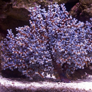 Bali Blue Gorgonian